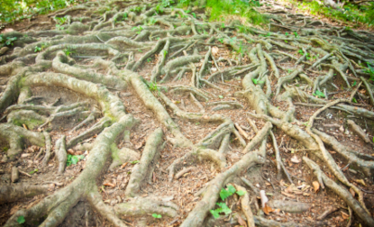 Problem Roots